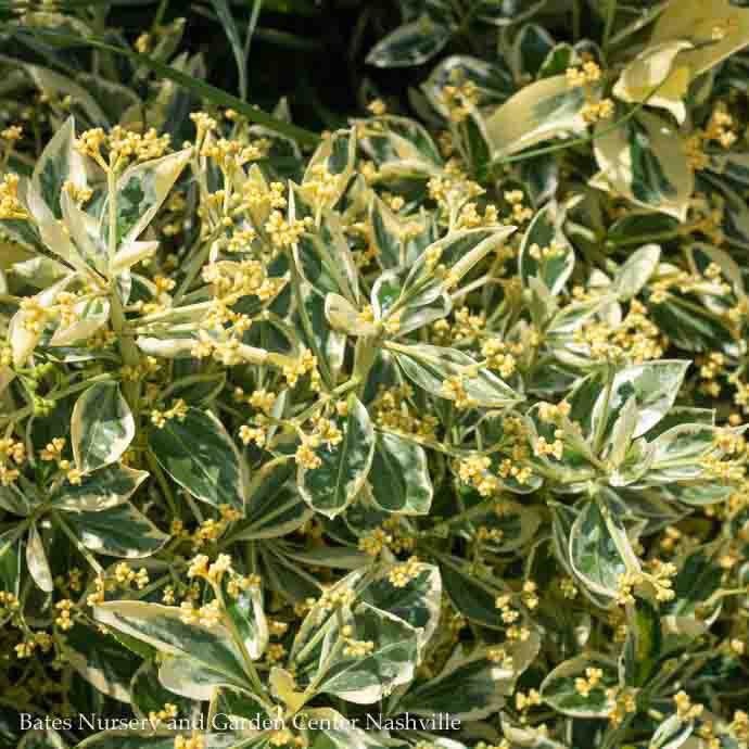  Topiary #5 CONE Euonymus Japonica Silver King/ Variegated