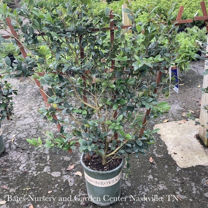  Topiary #5 ESP Camellia Sas SL Yuletide/ Red Espalier- No Warranty