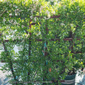  Topiary #5 ESP Pyracantha Aug Yukon Belle/ Firethorn Espalier