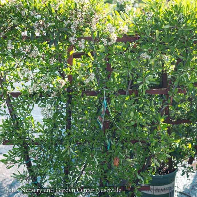  Topiary #5 ESP Pyracantha Aug Yukon Belle/ Firethorn Espalier