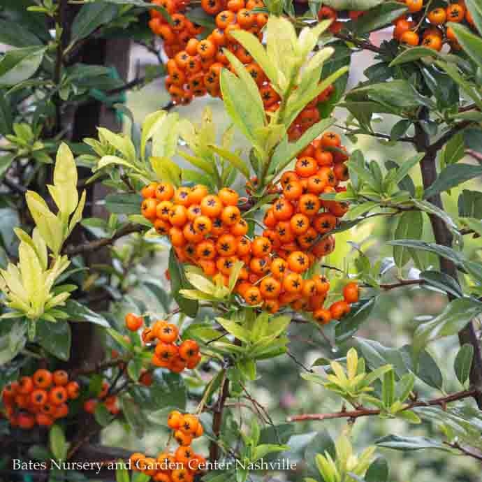  Topiary #5 ESP Pyracantha Aug Yukon Belle/ Firethorn Diamond Espalier