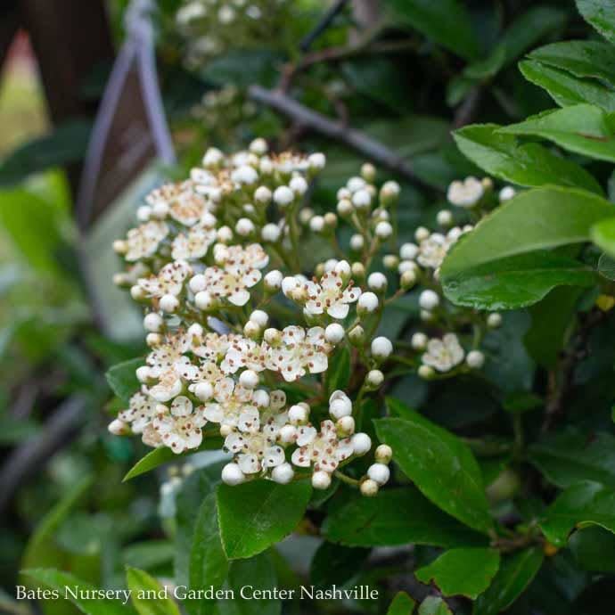  Topiary #5 ESP Pyracantha Aug Yukon Belle/ Firethorn Espalier