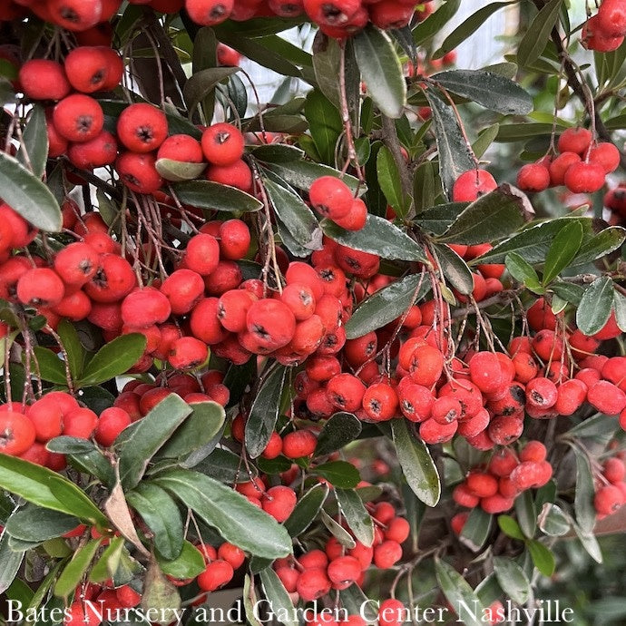  Topiary #5 ESP Pyracantha Koid Victory/Firethorn