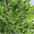 Topiary #5 GLOBE Buxus Micro Var Japonica Winter Gem/ Boxwood