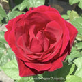  Topiary #5 PT 36" Rosa Mister Lincoln/ Red Hybrid Tea Rose Patio Tree - No Warranty