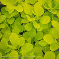  Topiary #5 PT Cotinus Coggygria Ancot/ Golden Spirit Smoketree Patio Tree