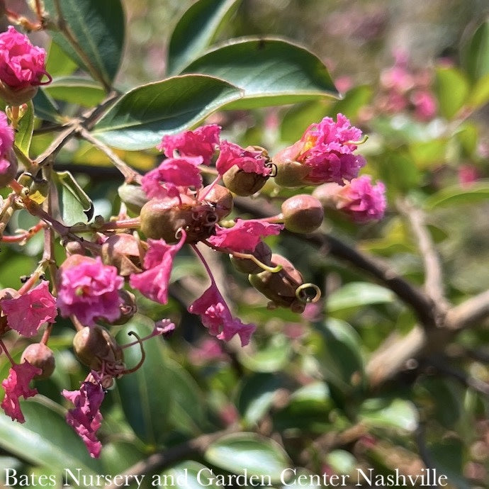  Topiary #5 PT Lagerstroemia Mimie 'Fuchsia'/ Weeping Crape Myrtle Patio Tree