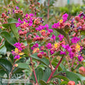  Topiary #5 PT Lagerstroemia X Summerlasting 'Plum'/ Purple Dwarf Crape Myrtle Patio Tree
