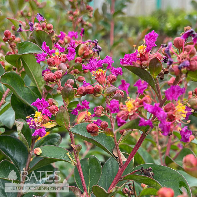  Topiary #5 PT Lagerstroemia X Summerlasting 'Plum'/ Purple Dwarf Crape Myrtle Patio Tree