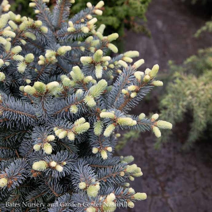 Topiary #5 PT Picea Pun Globosa/ Dwarf Globe Blue Spruce Patio Tree