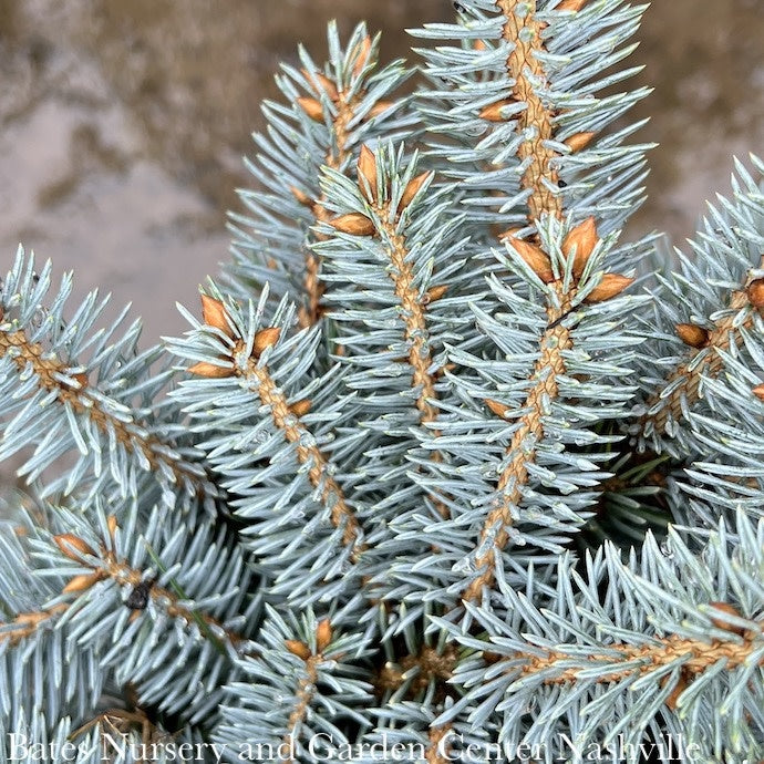  Topiary #5 PT Picea Pun Globosa/ Dwarf Globe Blue Spruce Patio Tree