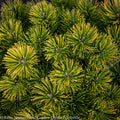  Topiary #5 PT Pinus Mugo Carsten's Wintergold/ Dwarf Pine Patio Tree