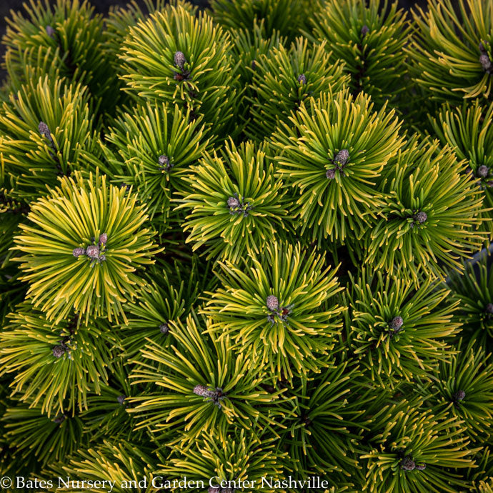  Topiary #5 PT Pinus Mugo Carsten's Wintergold/ Dwarf Pine Patio Tree