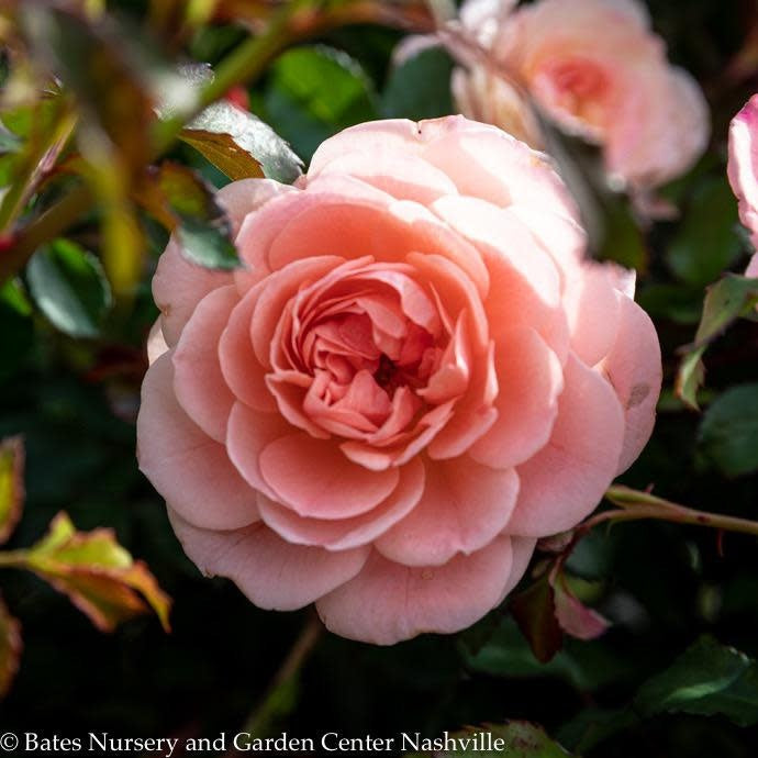  Topiary #5 PT Rosa Apricot Drift/ Shrub Rose Patio Tree - No Warranty