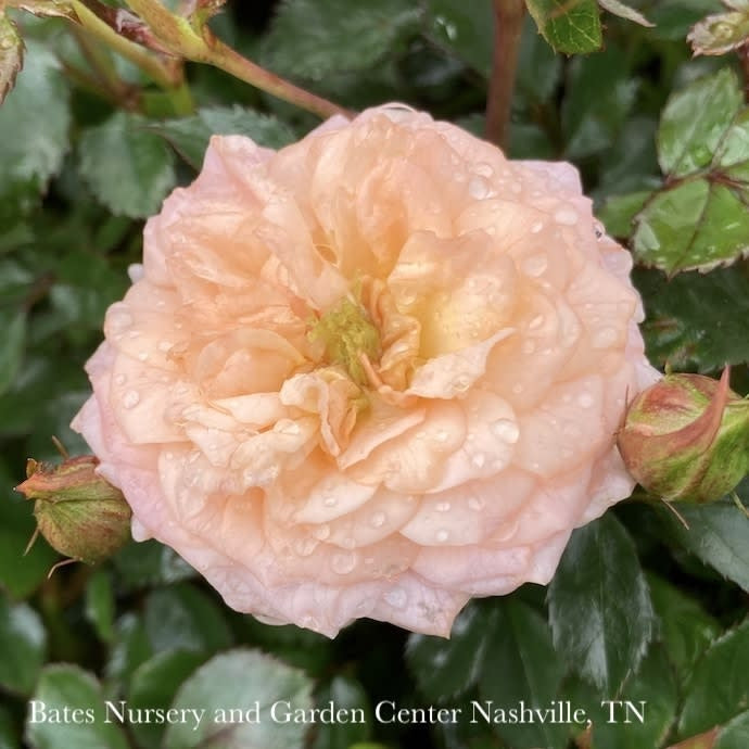  Topiary #5 PT Rosa Apricot Drift/ Shrub Rose Patio Tree - No Warranty