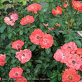  Topiary #5 PT Rosa Coral Drift/ Shrub Rose Patio Tree - No Warranty