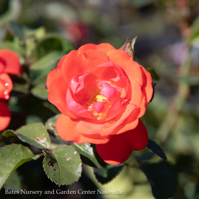  Topiary #5 PT Rosa Coral Drift/ Shrub Rose Patio Tree - No Warranty