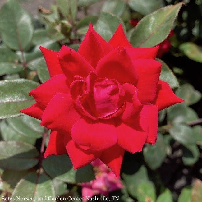  Topiary #5 PT Rosa DOUBLE Knock Out/ Red Shrub Rose Patio Tree - No Warranty