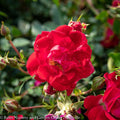  Topiary #5 PT Rosa Red Drift/ Shrub Rose Patio Tree - No Warranty