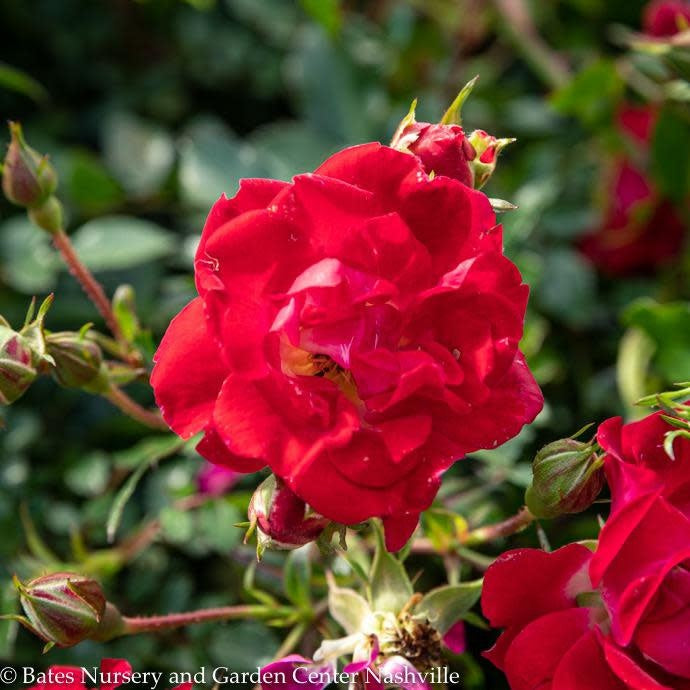  Topiary #5 PT Rosa Red Drift/ Shrub Rose Patio Tree - No Warranty