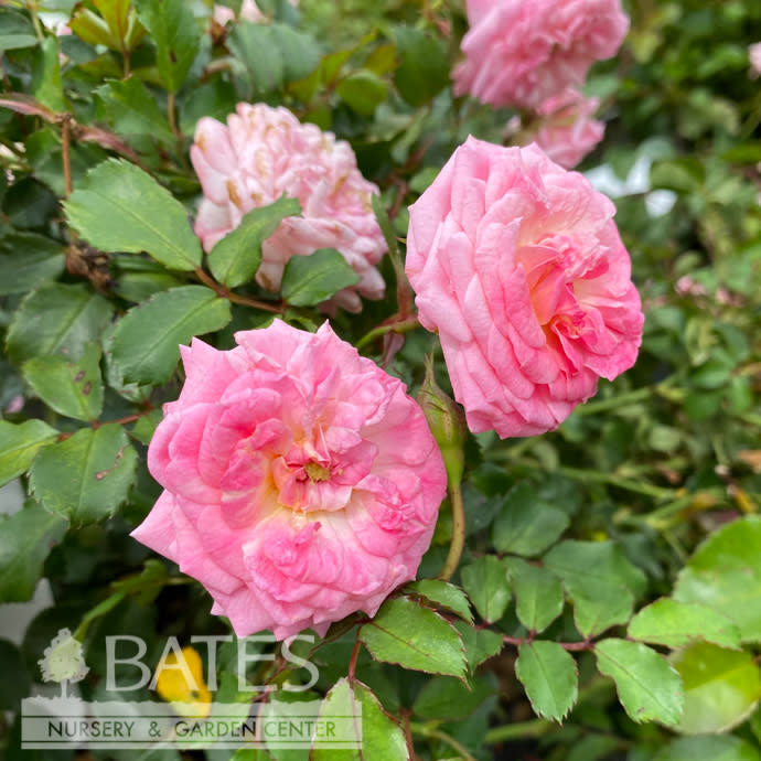  Topiary #5 PT Rosa Sweet Drift/ Shrub Rose Patio Tree - No Warranty