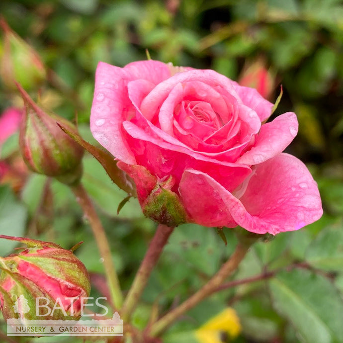  Topiary #5 PT Rosa Sweet Drift/ Shrub Rose Patio Tree - No Warranty