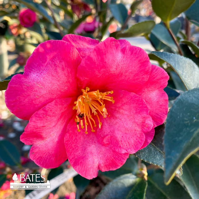  Topiary #5 TRELLIS Camellia Sas Kanjiro/ Cerise Pink Semi-Double - No Warranty