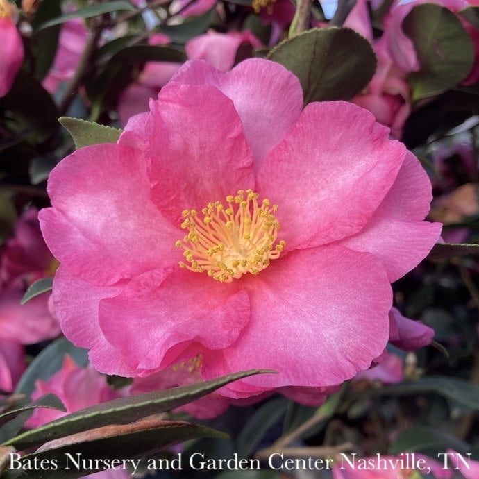  Topiary #5 TRELLIS Camellia Sas Kanjiro/ Cerise Pink Semi-Double - No Warranty