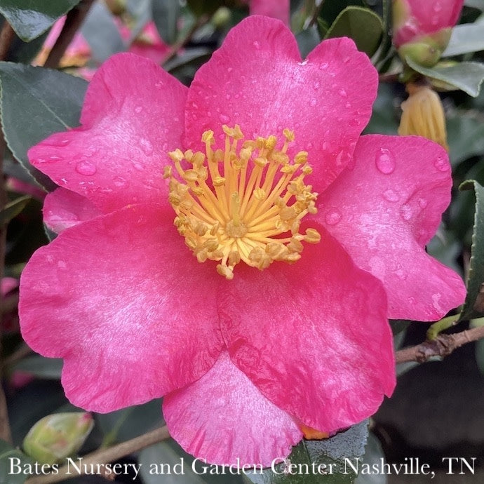  Topiary #5 TRELLIS Camellia Sas Kanjiro/ Cerise Pink Semi-Double - No Warranty