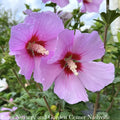  Topiary #5PT Hibiscus Syr Minerva/ Lavender Rose Of Sharon/ Althea Patio Tree