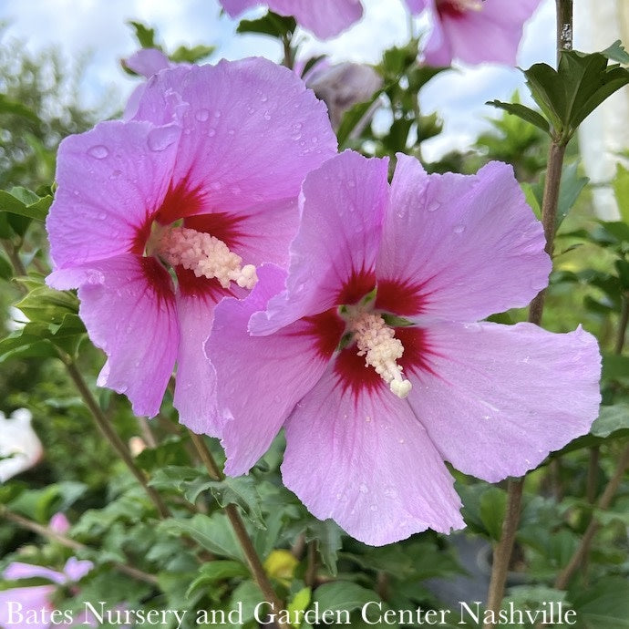  Topiary #5PT Hibiscus Syr Minerva/ Lavender Rose Of Sharon/ Althea Patio Tree