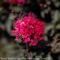  Topiary #5PT Lagerstroemia DOUBLE Dynamite/ True-red Semi-dwarf Crape Myrtle Patio Tree
