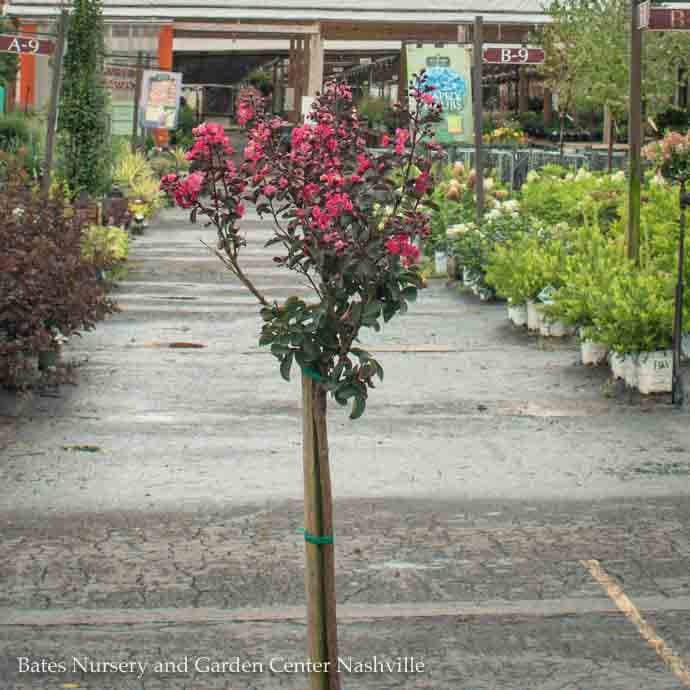  Topiary #5PT Lagerstroemia DOUBLE Dynamite/ True-red Semi-dwarf Crape Myrtle Patio Tree