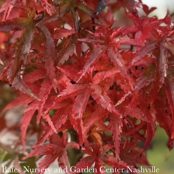  Topiary #6 PT 24" Acer Pal Sharp's Pygmy/ Green Dwarf Japanese Maple Patio Tree