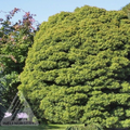  Topiary #6 PT 24" Acer Pal Sharp's Pygmy/ Green Dwarf Japanese Maple Patio Tree