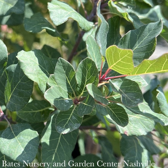  Topiary #6 PT Cotinus Coggygria Dusky Maiden/ Smoketree PATIO TREE