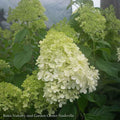  Topiary #7 3' STD Hydrangea Pan Limelight/ White Panicle Patio Tree