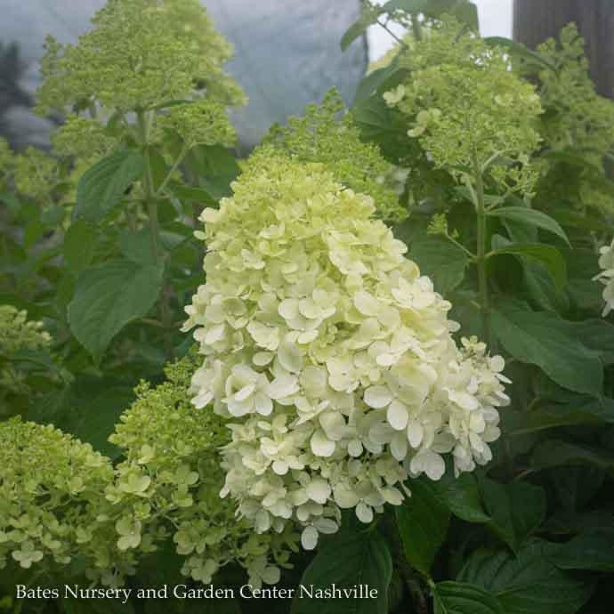  Topiary #7 3' STD Hydrangea Pan Limelight/ White Panicle Patio Tree