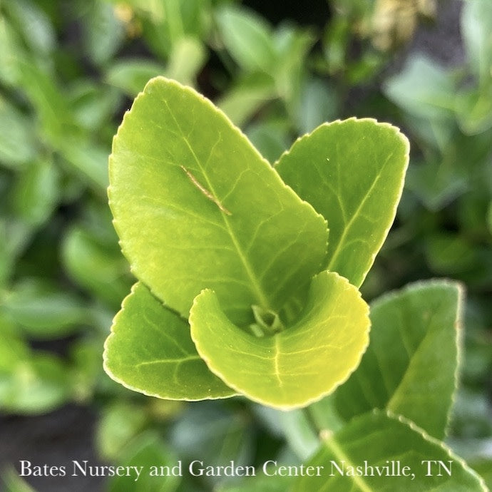  Topiary #7 ESP Euonymus Kiat Manhattan/ Espalier