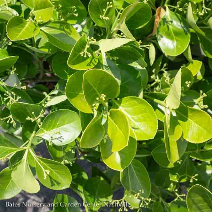  Topiary #7 ESP Euonymus Kiat Manhattan/ Espalier