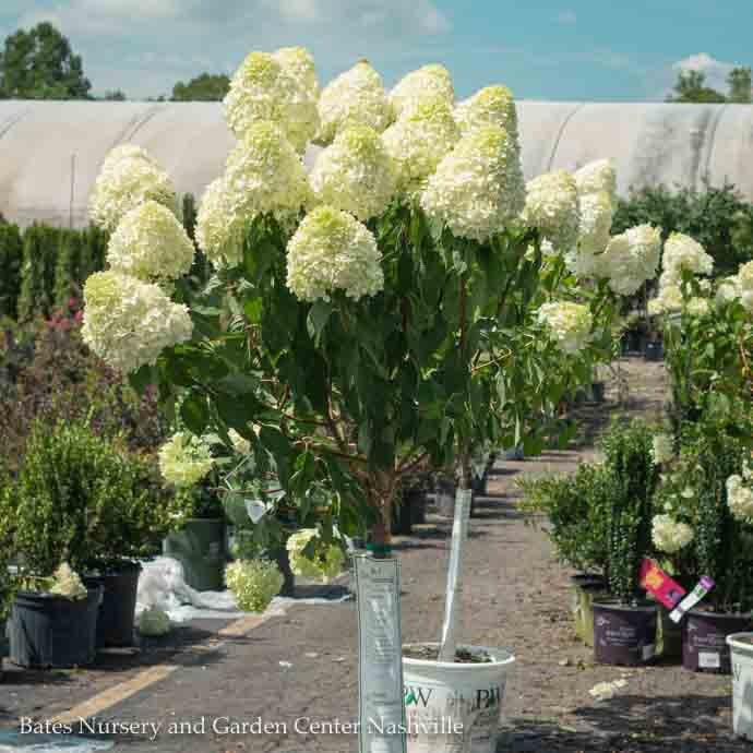  Topiary #7 PT Hydrangea Pan Limelight/ White Panicle Patio Tree