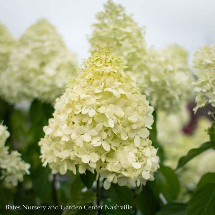  Topiary #7 PT Hydrangea Pan Limelight/ White Panicle Patio Tree
