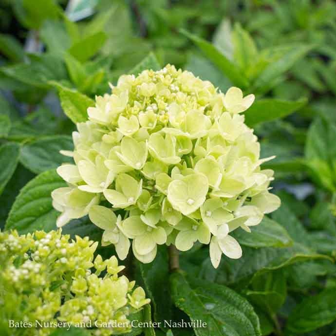  Topiary #7 PT Hydrangea Pan PW Little Lime/ White Panicle Patio Tree