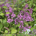  Topiary #7 PT Syringa Bloomerang Dark Purple/ Reblooming Lilac Patio Tree