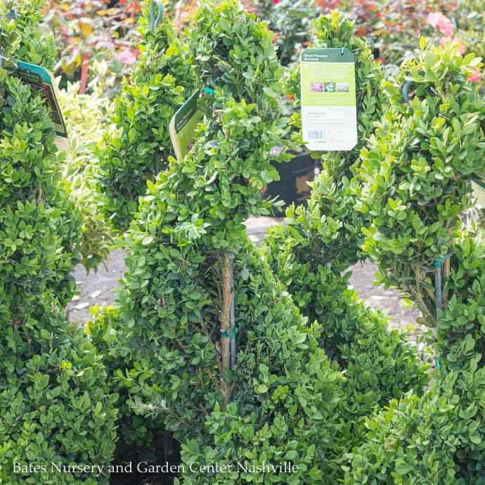  Topiary #7 SPIRAL Buxus X Green Mountain/ Boxwood