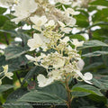  Topiary #7PT Hydrangea Pan Pink Diamond/ Panicle Patio Tree