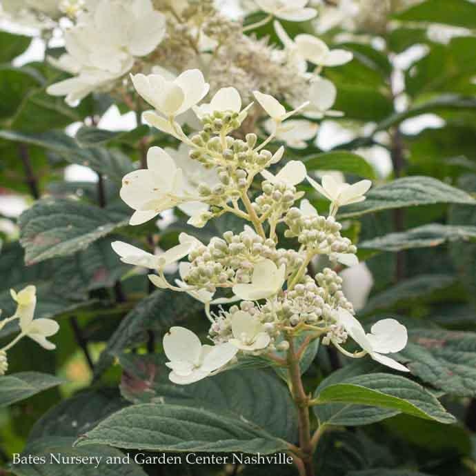  Topiary #7PT Hydrangea Pan Pink Diamond/ Panicle Patio Tree