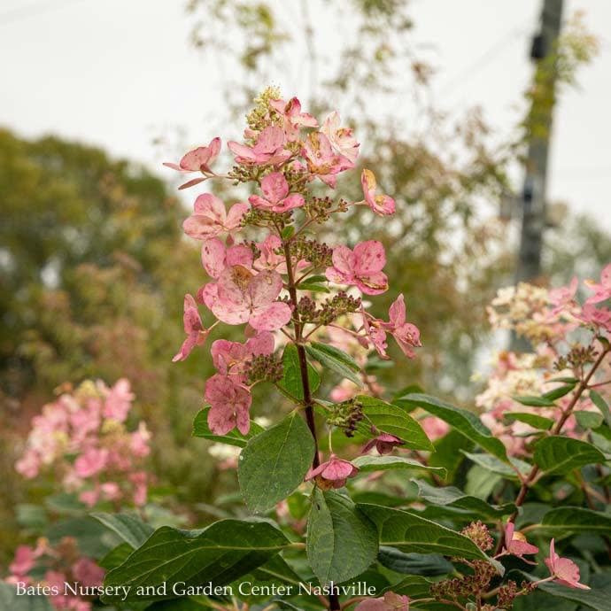  Topiary #7PT Hydrangea Pan Pink Diamond/ Panicle Patio Tree