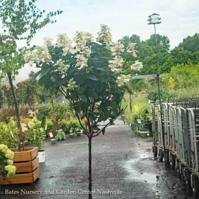  Topiary #7PT Hydrangea Pan Pink Diamond/ Panicle Patio Tree