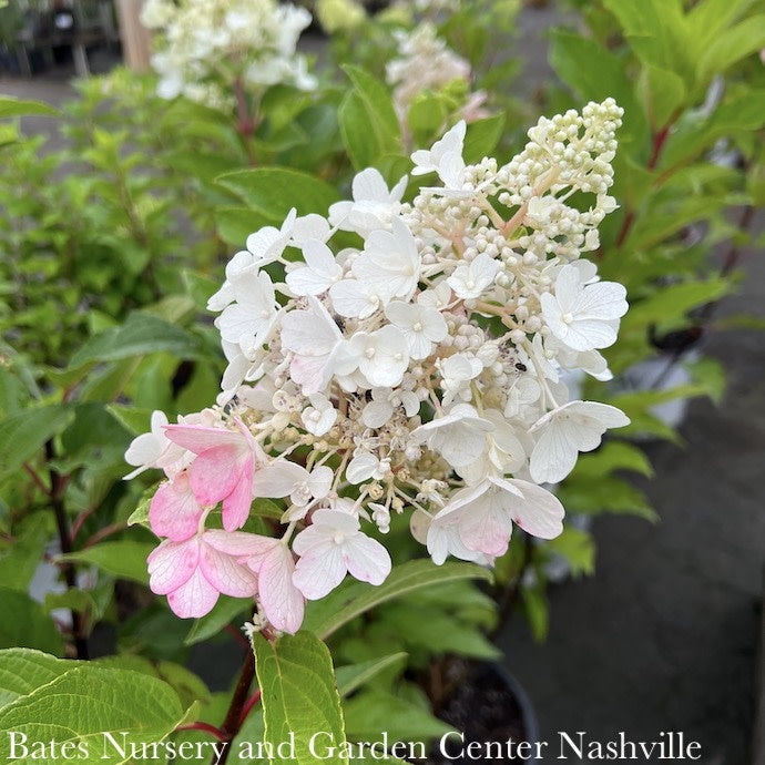  Topiary #7PT Hydrangea Pan Pinky Winky/Panicle White To Dark Red Patio Tree